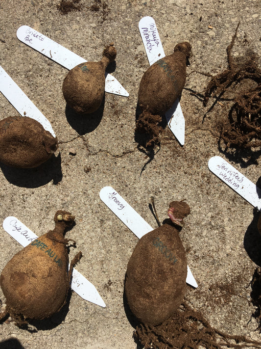 Digging, Dividing & Storing Dahlias for Winter, October 10th, 2026