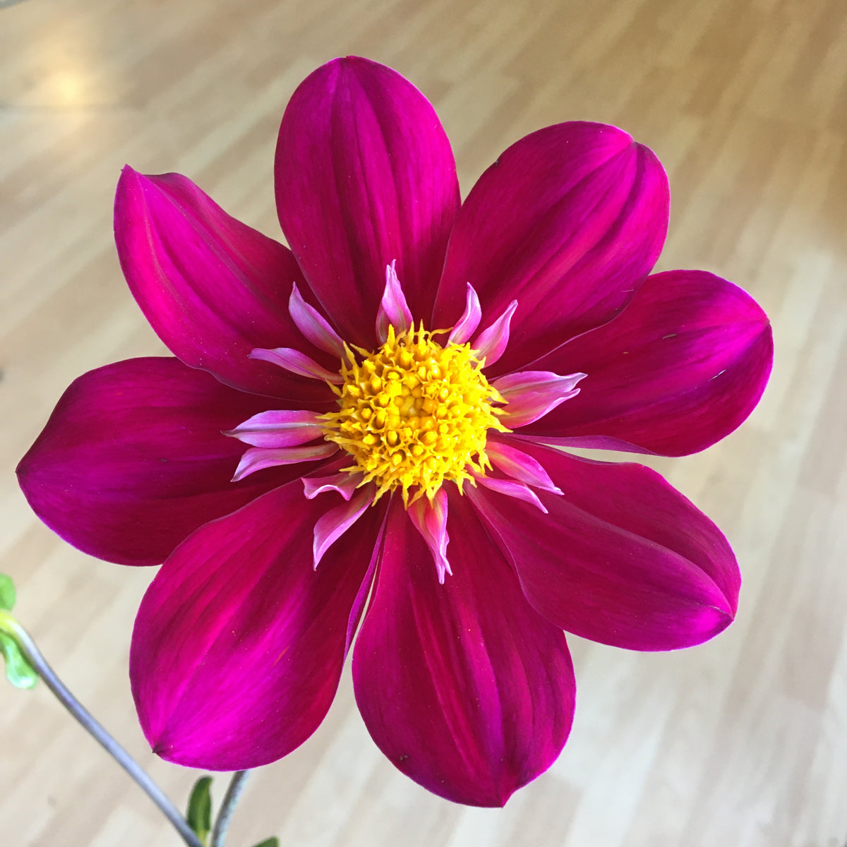Digging, Dividing & Storing Dahlias for Winter, October 10th, 2026