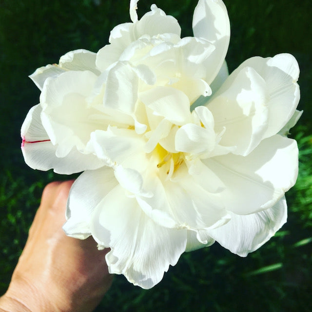French Tulip Bouquet