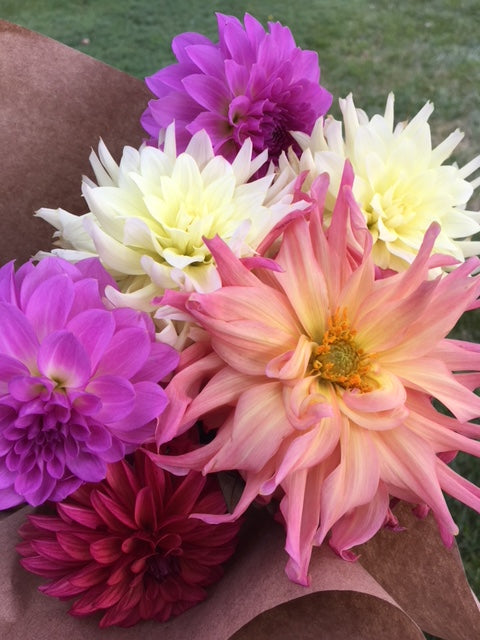 Digging, Dividing & Storing Dahlias for Winter, October 10th, 2026