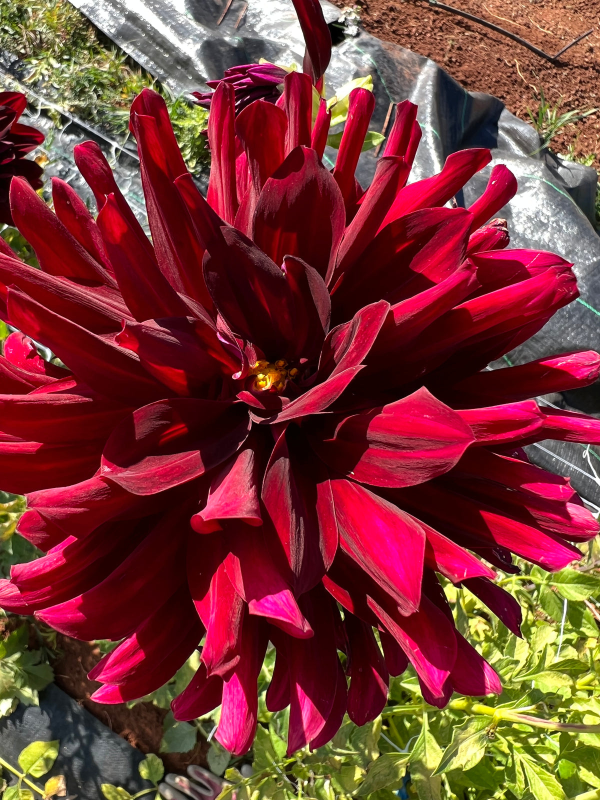 Digging, Dividing & Storing Dahlias for Winter, October 10th, 2026