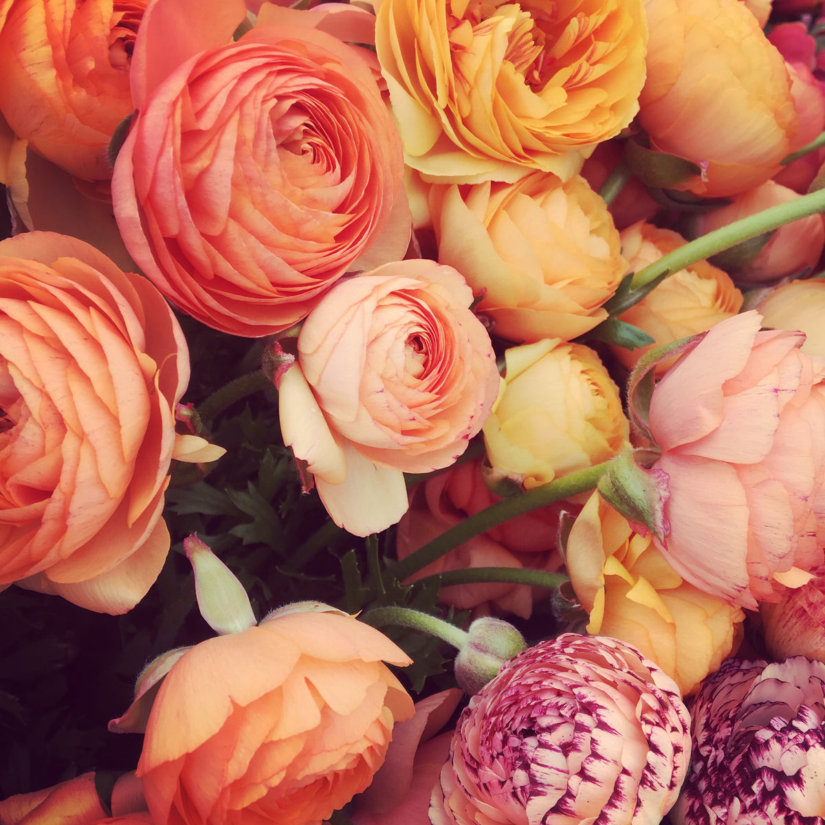 Designer Bloom Box