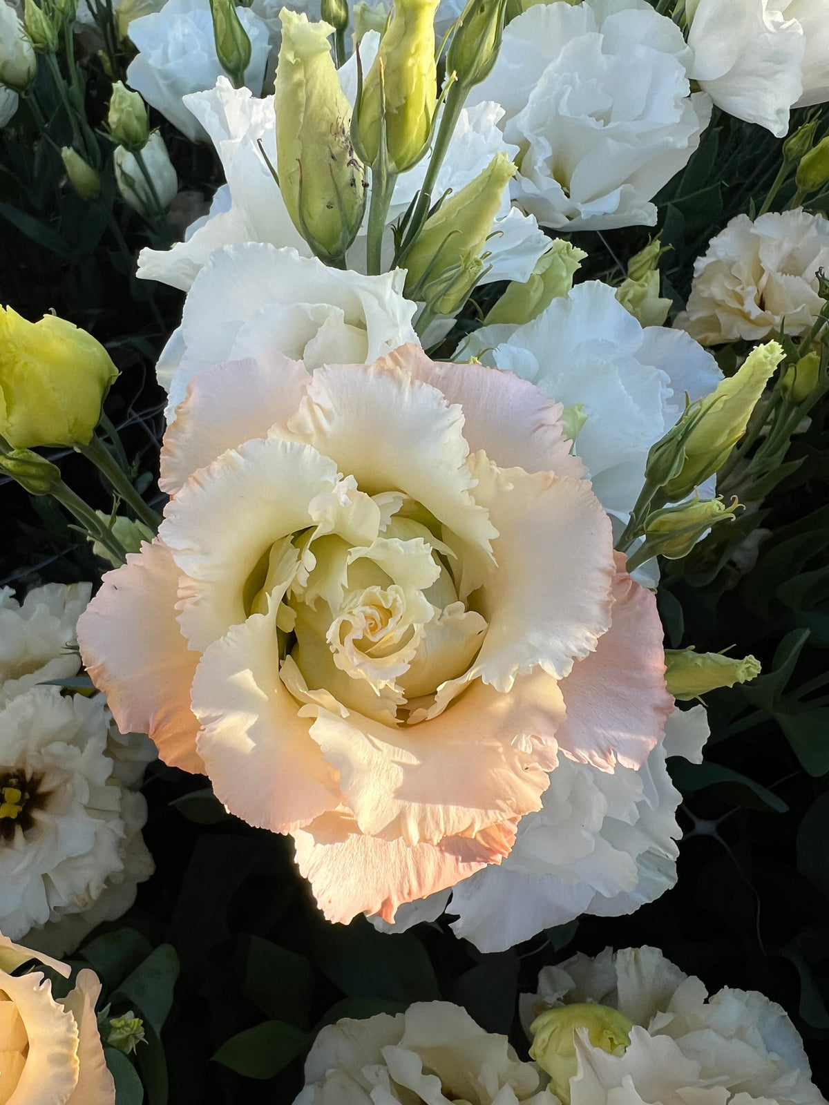 Designer Bloom Box