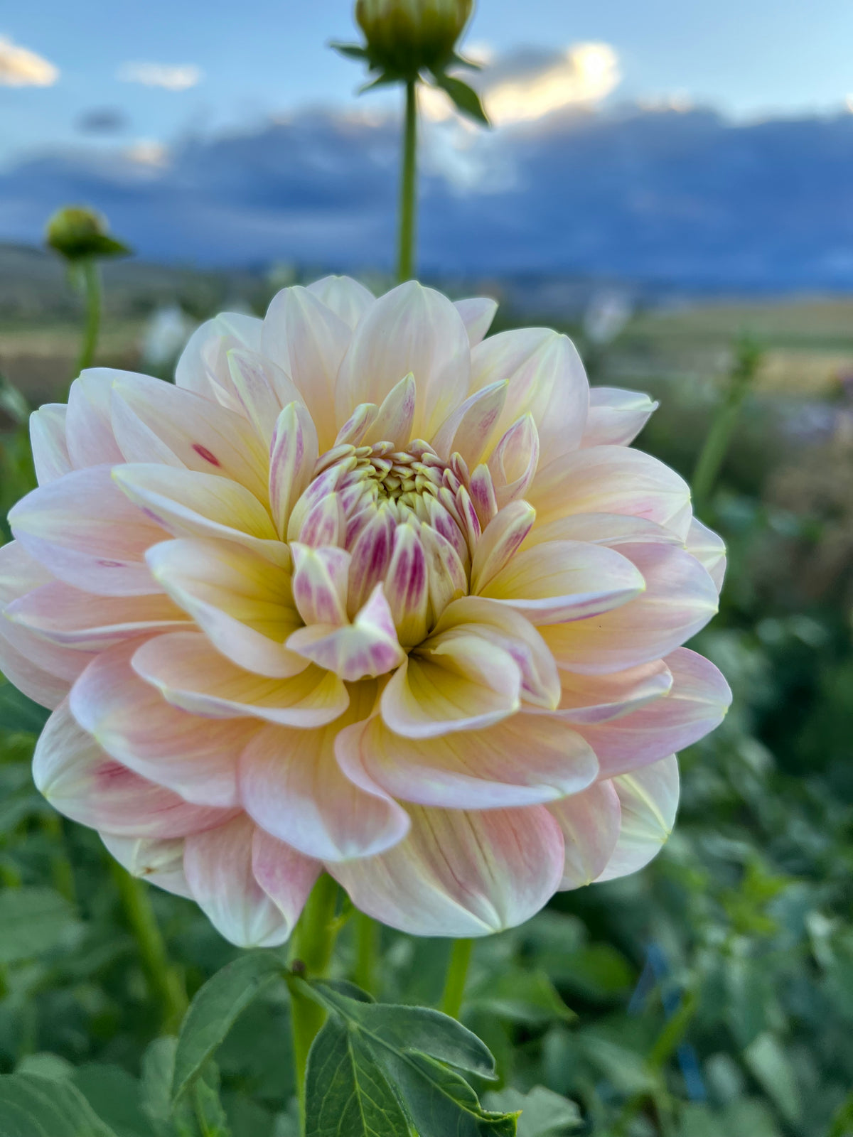 Digging, Dividing & Storing Dahlias for Winter, October 10th, 2026