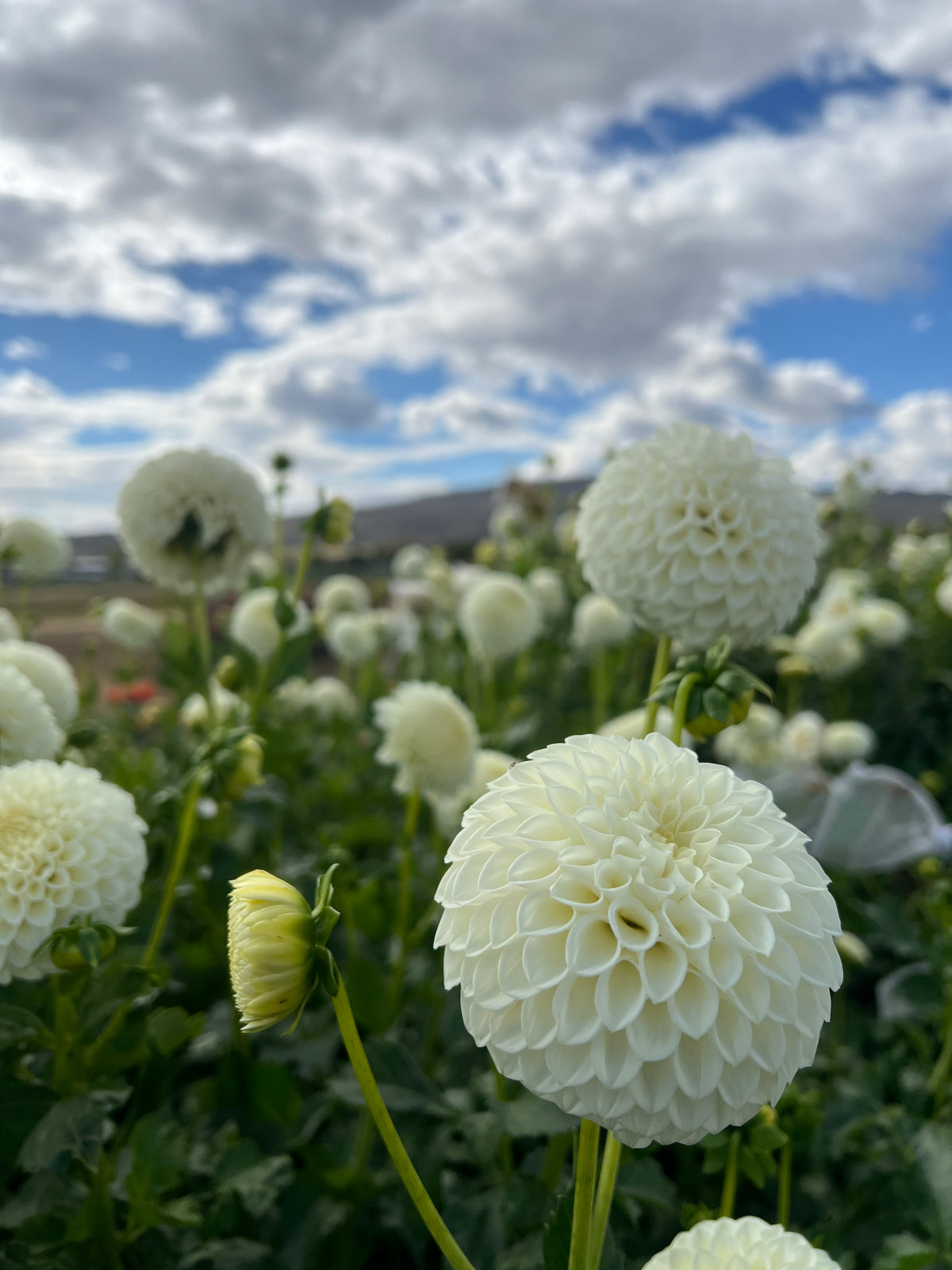 Digging, Dividing & Storing Dahlias for Winter, October 10th, 2026
