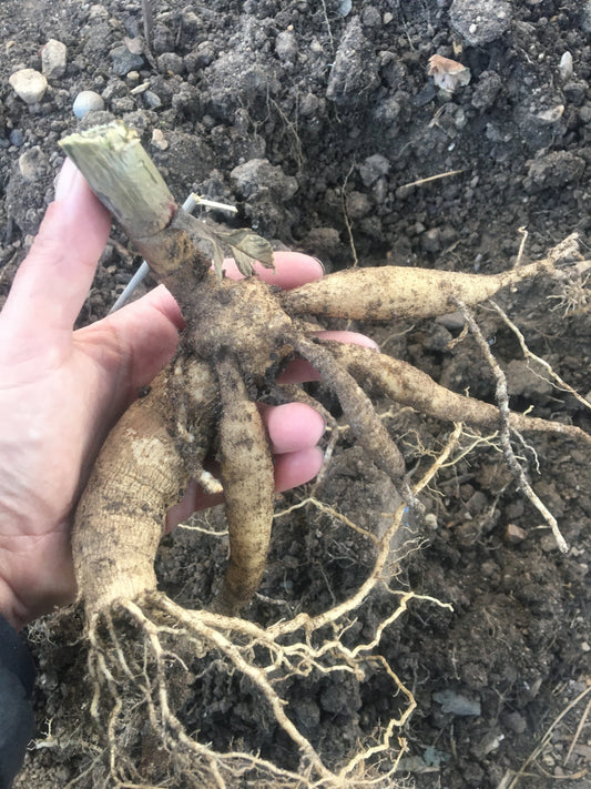 Digging, Dividing & Storing Dahlias for Winter, October 10th, 2026